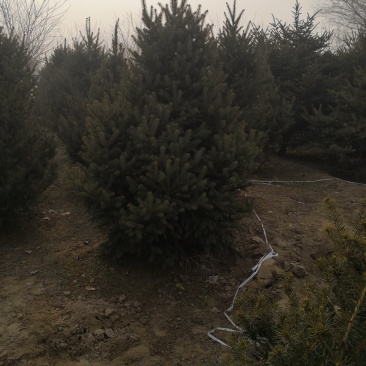 柏树，侩柏，侧柏，沙地柏！河北苗圃基地，各种质量好不脱腿