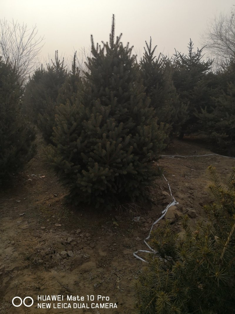柏树，侩柏，侧柏，沙地柏！河北苗圃基地，各种质量好不脱腿