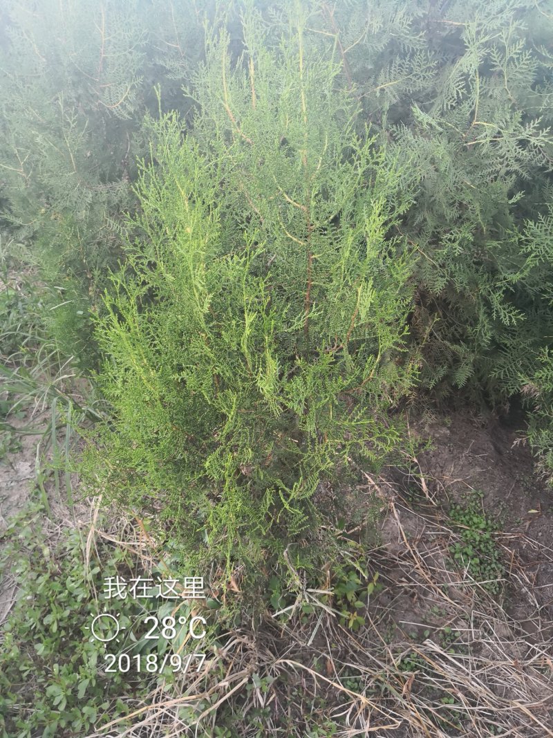 柏树，侩柏，侧柏，沙地柏！河北苗圃基地，各种质量好不脱腿