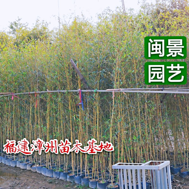 钢竹高3-5米福建漳州苗木基地