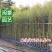 钢竹高3-5米福建漳州苗木基地