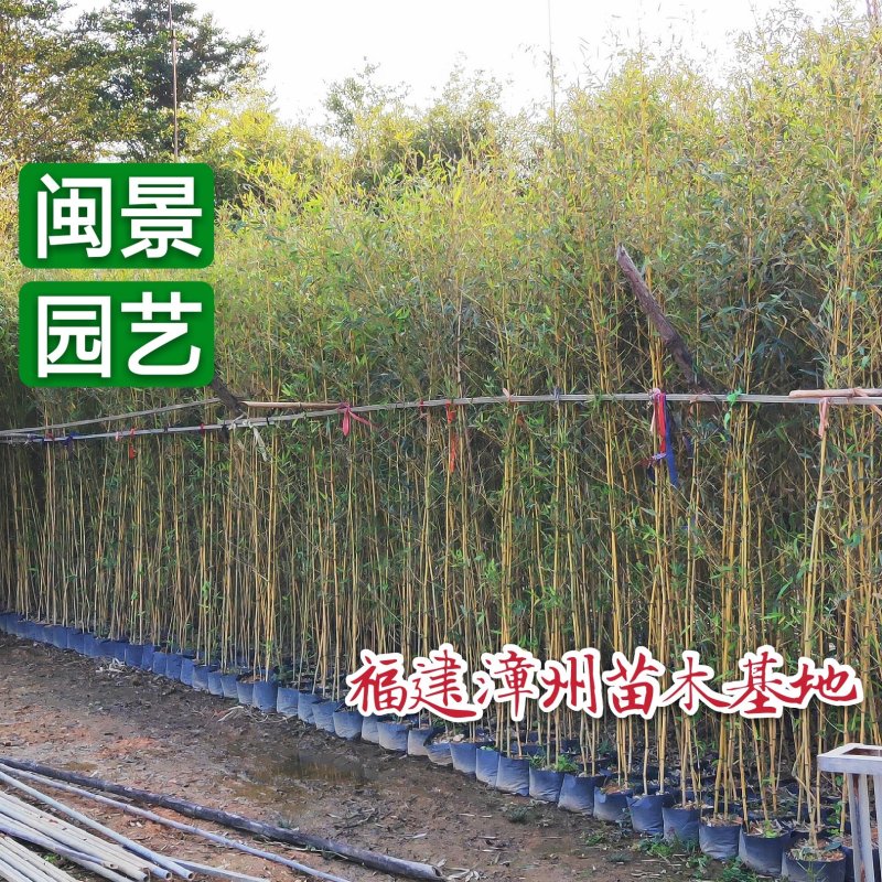 钢竹高3-5米福建漳州苗木基地