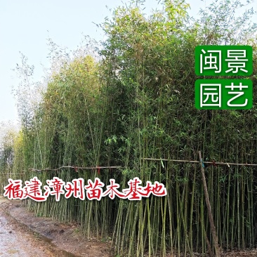 钢竹高3-5米福建漳州苗木基地