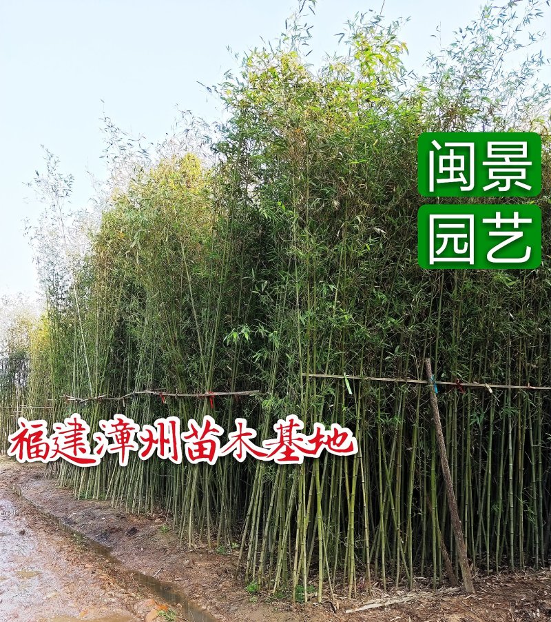 钢竹高3-5米福建漳州苗木基地