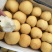 【梨】砀山梨精品礼盒包装一件代发百年品质包售后