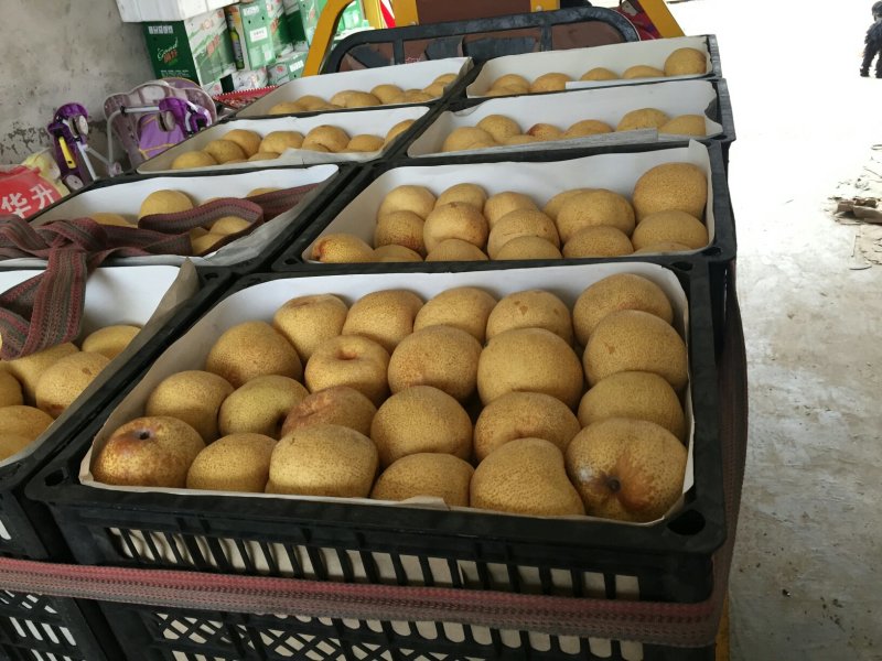 【梨】砀山梨精品礼盒包装一件代发百年品质包售后