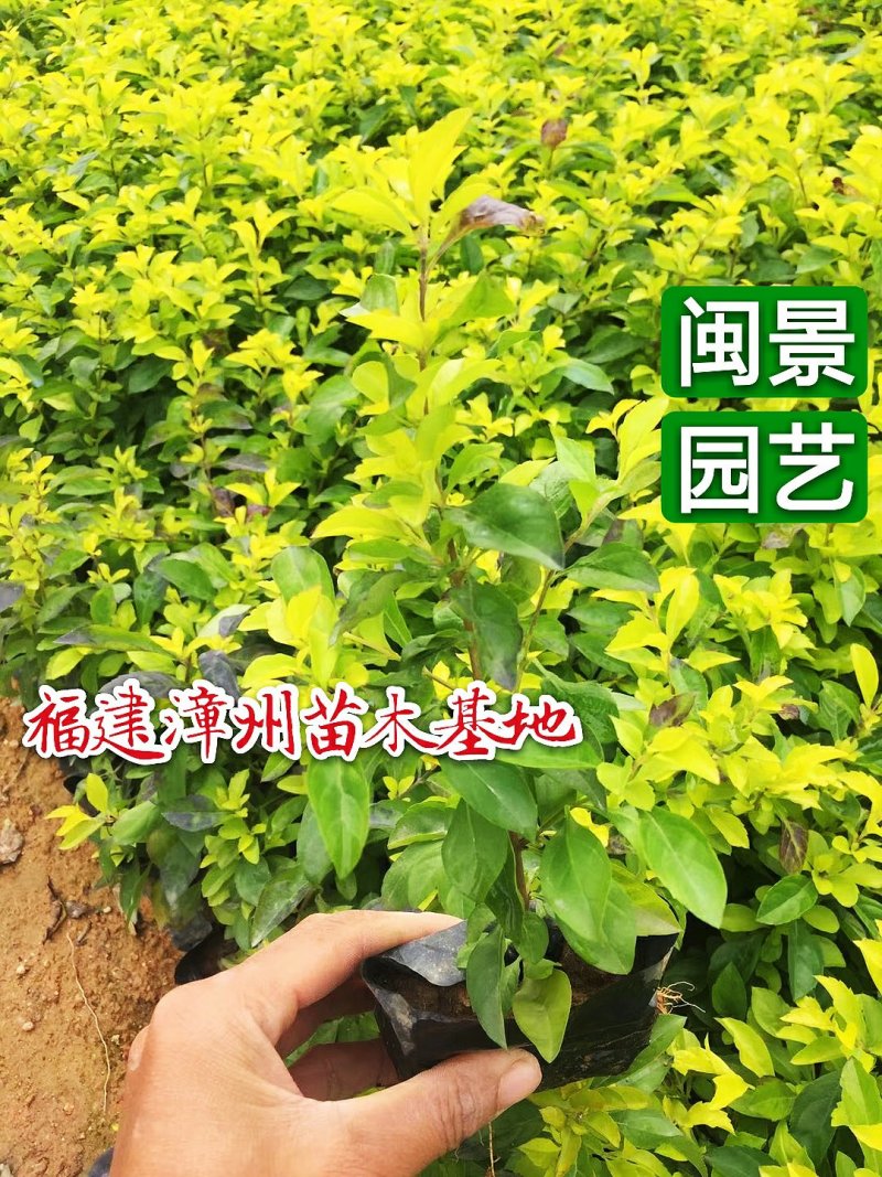 黄金叶金叶假连翘高20到30福建苗木基地