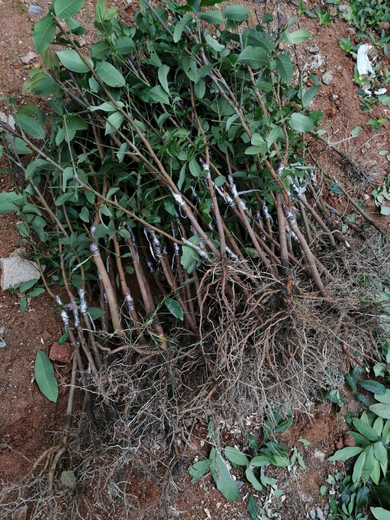 龙眼树苗50~80cm，包成活，包结果