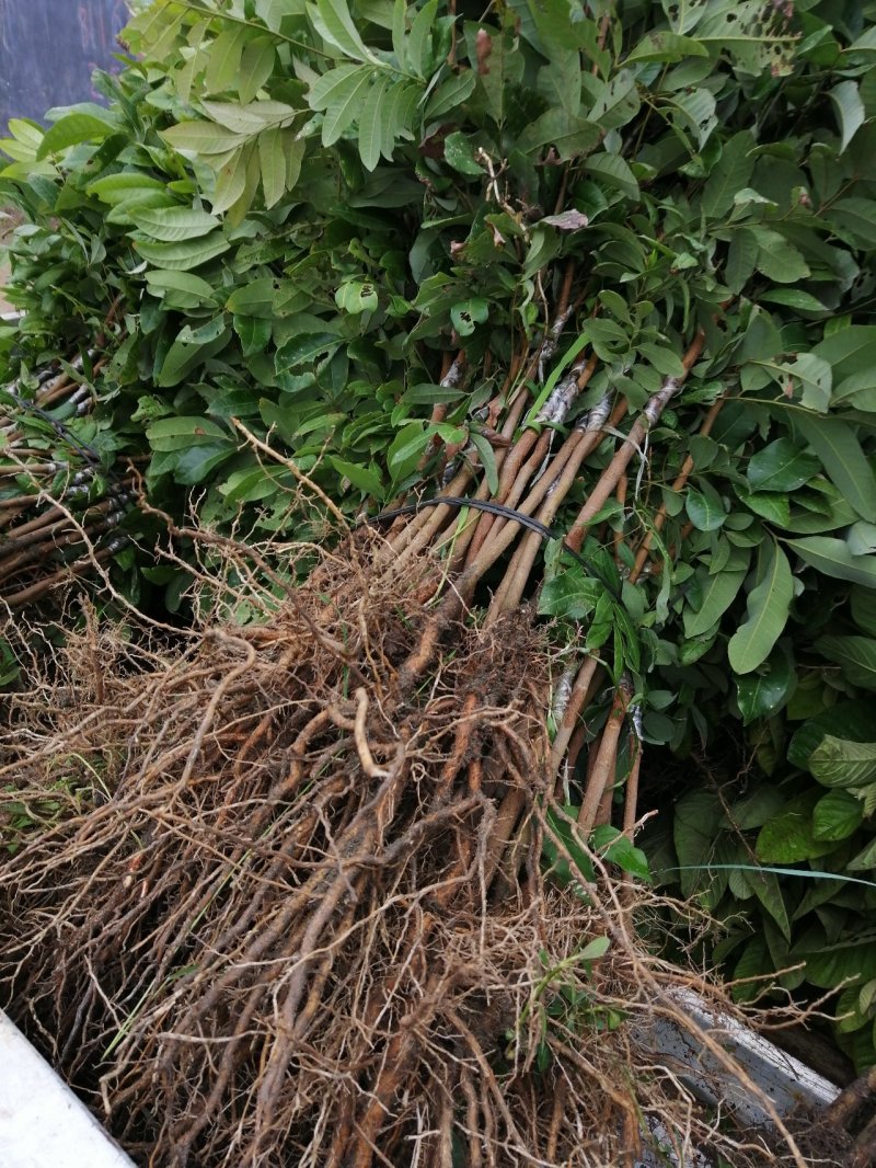 龙眼树苗50~80cm，包成活，包结果