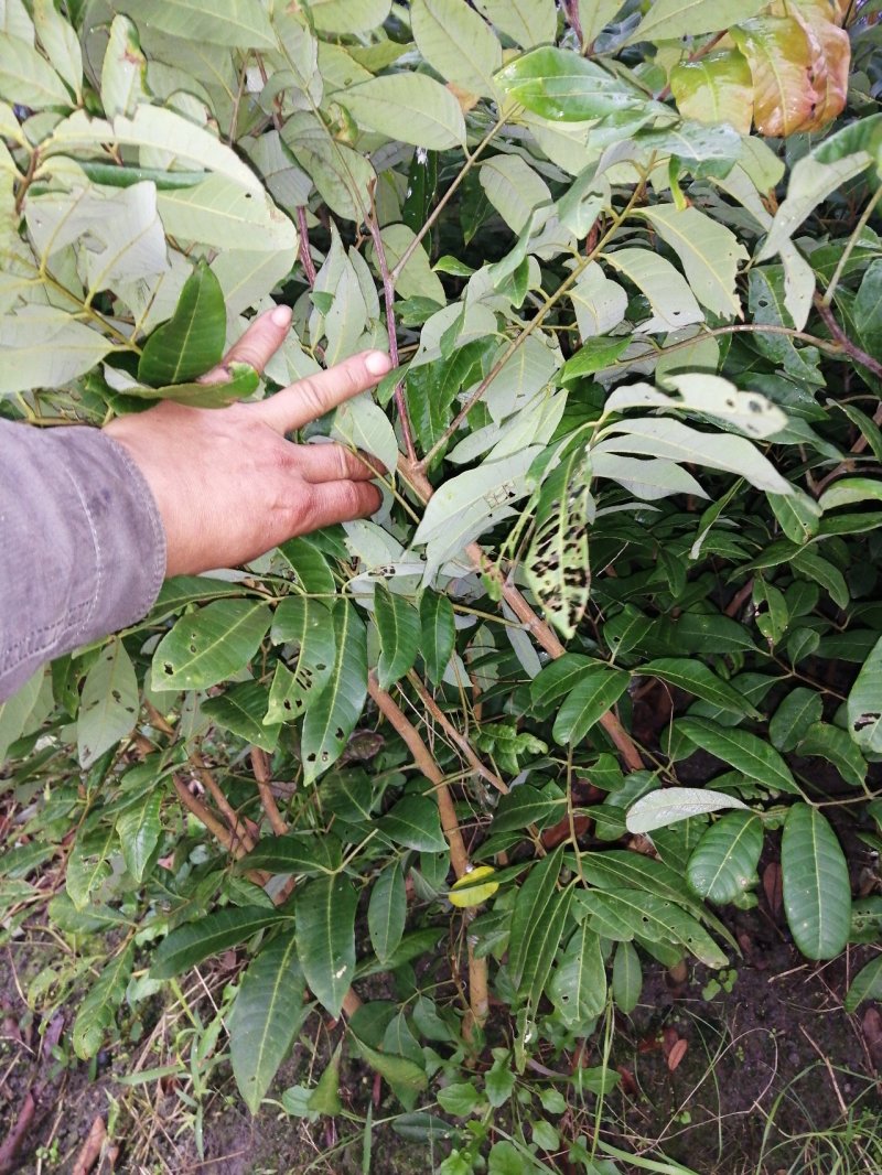 龙眼树苗50~80cm，包成活，包结果