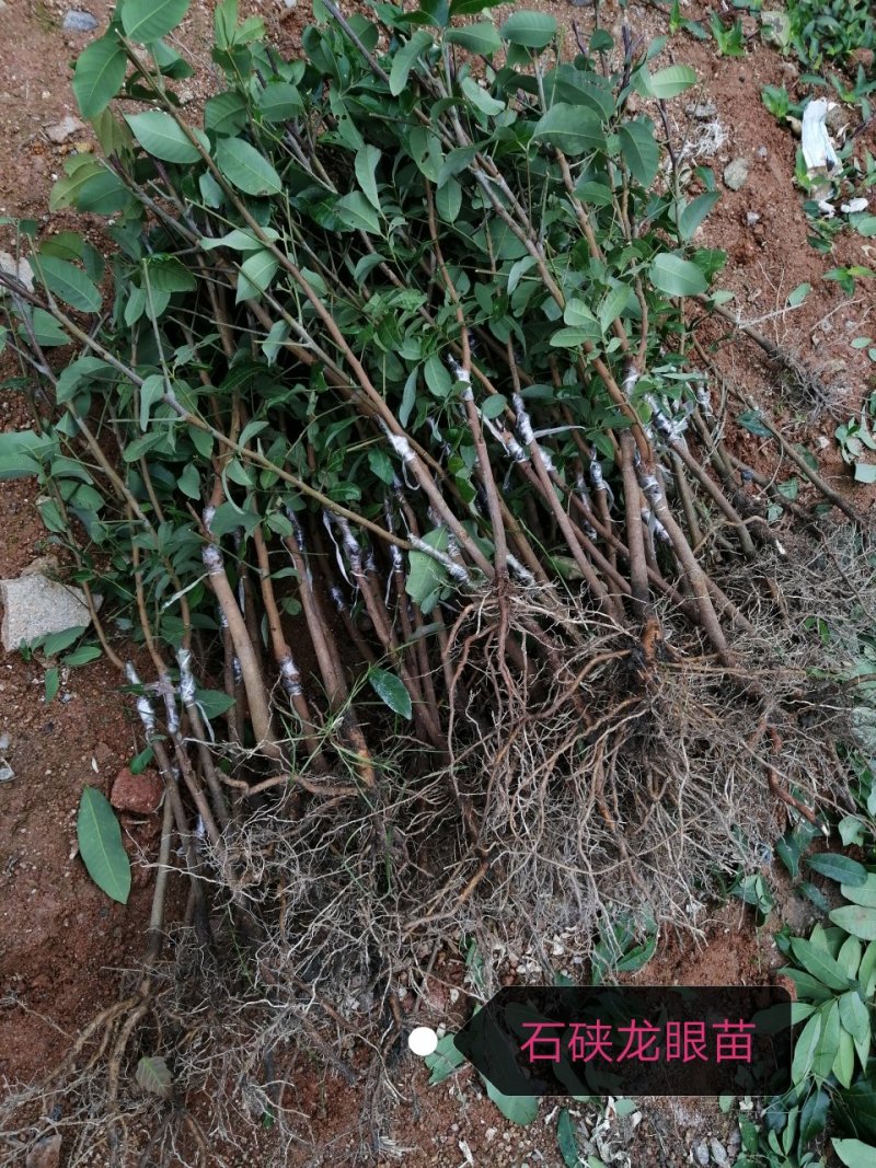 龙眼树苗50~80cm，包成活，包结果