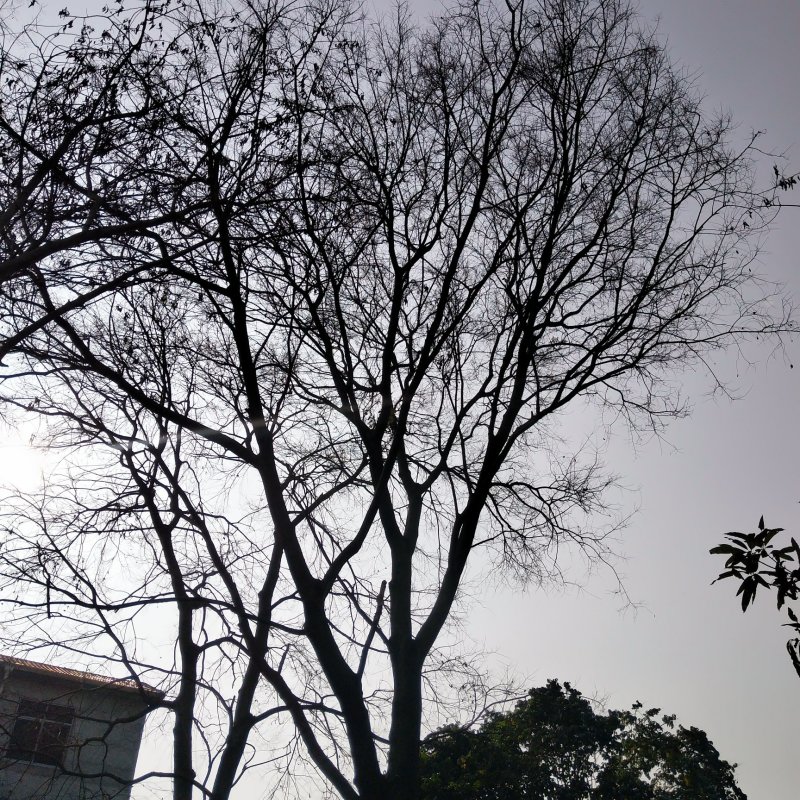 朴树，25-50