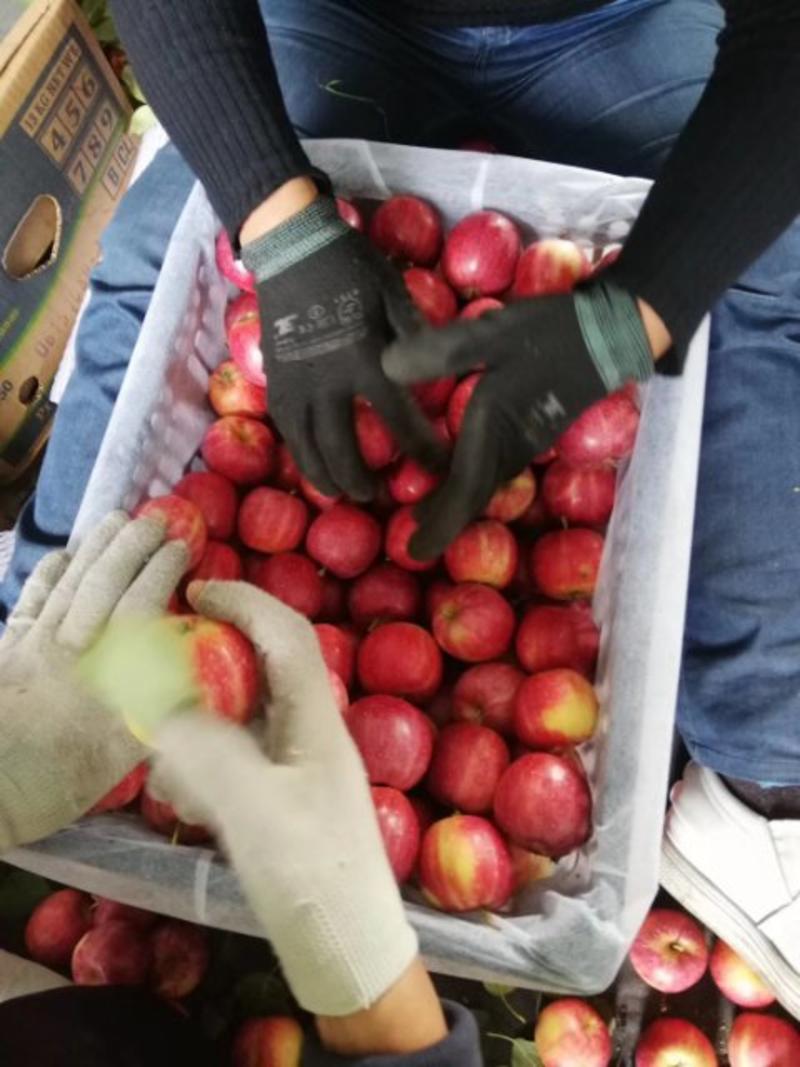 123苹果（本地区由于气候原因，成熟早，质量优质）