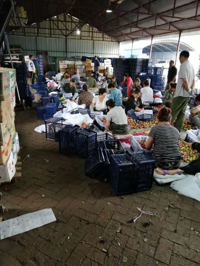 123苹果（本地区由于气候原因，成熟早，质量优质）