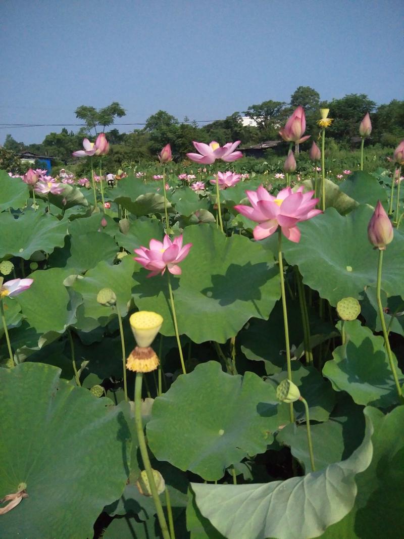 高产水果莲蓬藕种鲜食莲子苗专结莲子