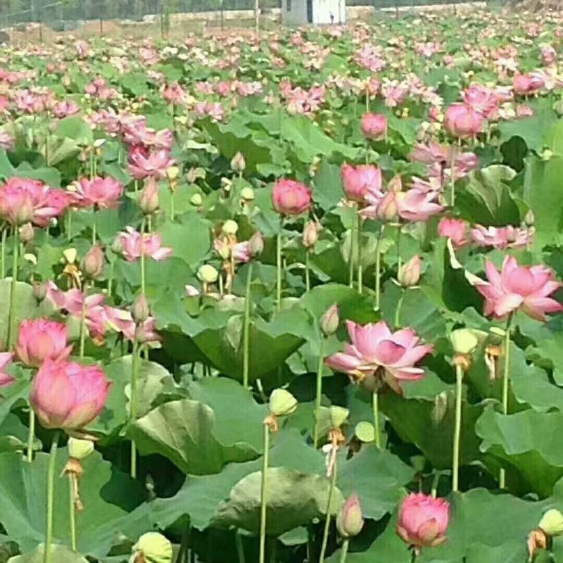 高产水果莲蓬藕种鲜食莲子苗专结莲子