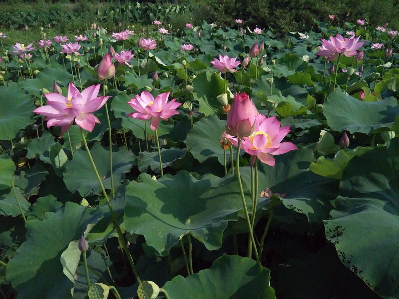 高产水果莲蓬藕种鲜食莲子苗专结莲子