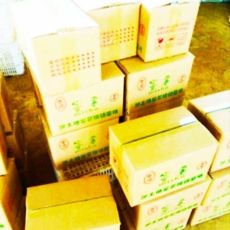 龙薯九苗子
