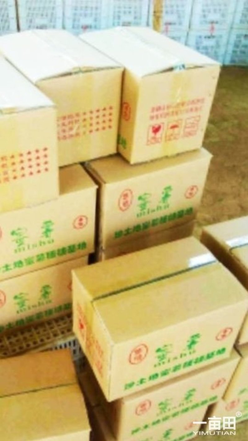 龙薯九苗子，