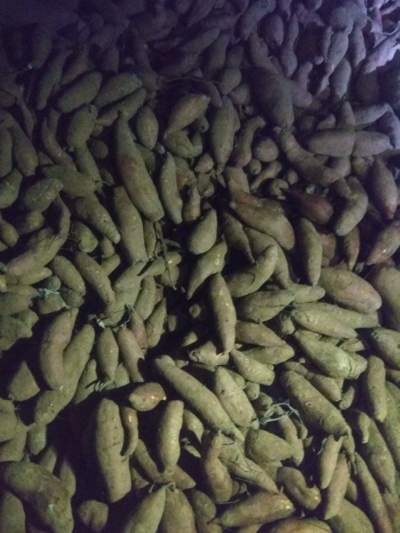 龙薯九苗子，