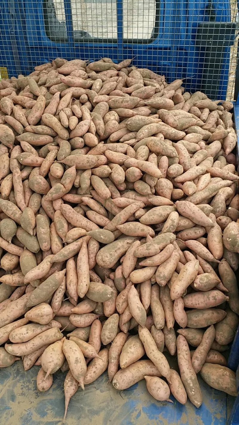 龙薯九苗子，
