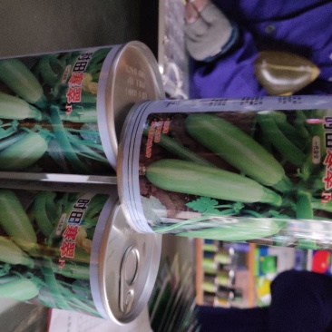 西葫芦种子时田寒翠早熟极耐寒产量高