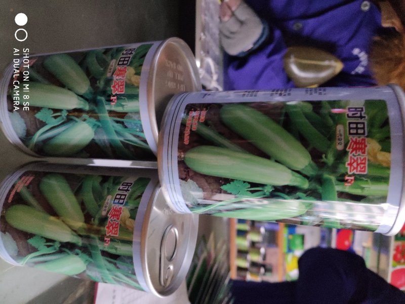 西葫芦种子时田寒翠早熟极耐寒产量高