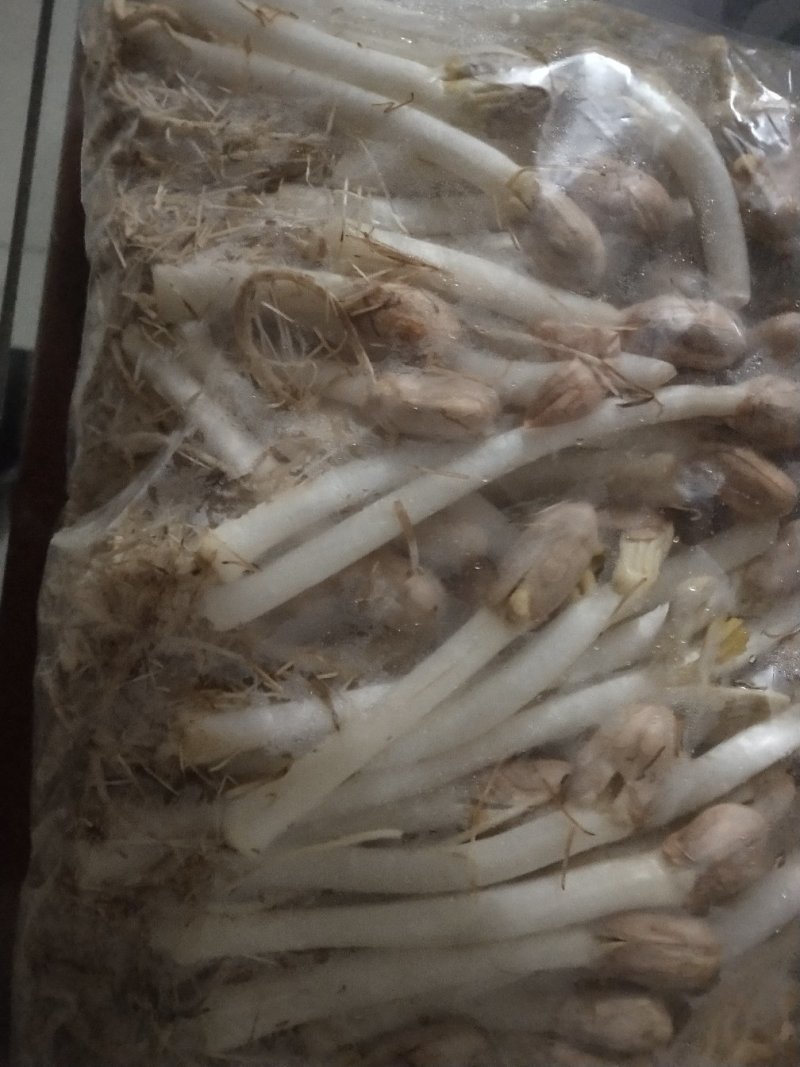 鲁花花生芽，质量好，漂亮