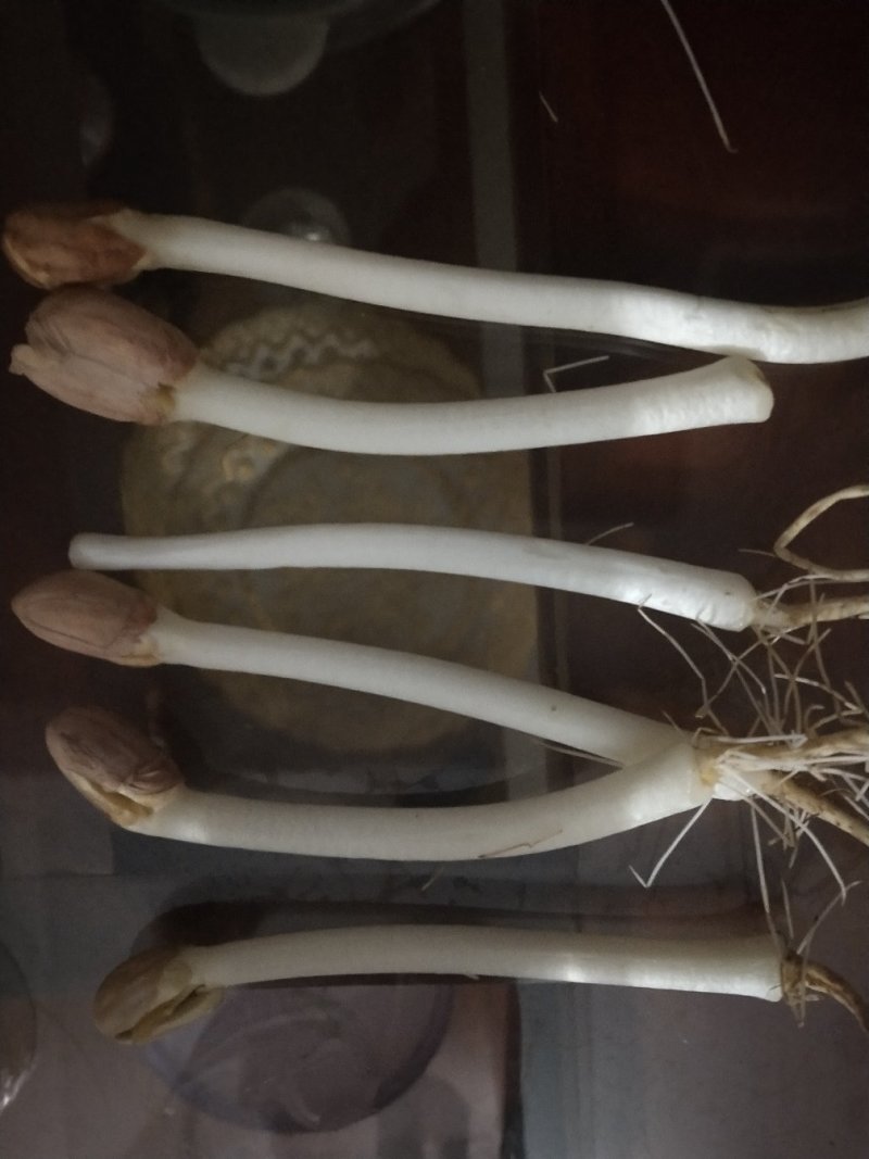 鲁花花生芽，质量好，漂亮