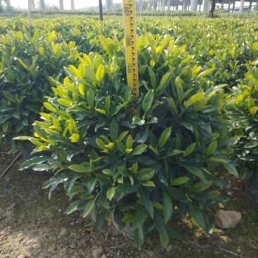 非洲茉莉