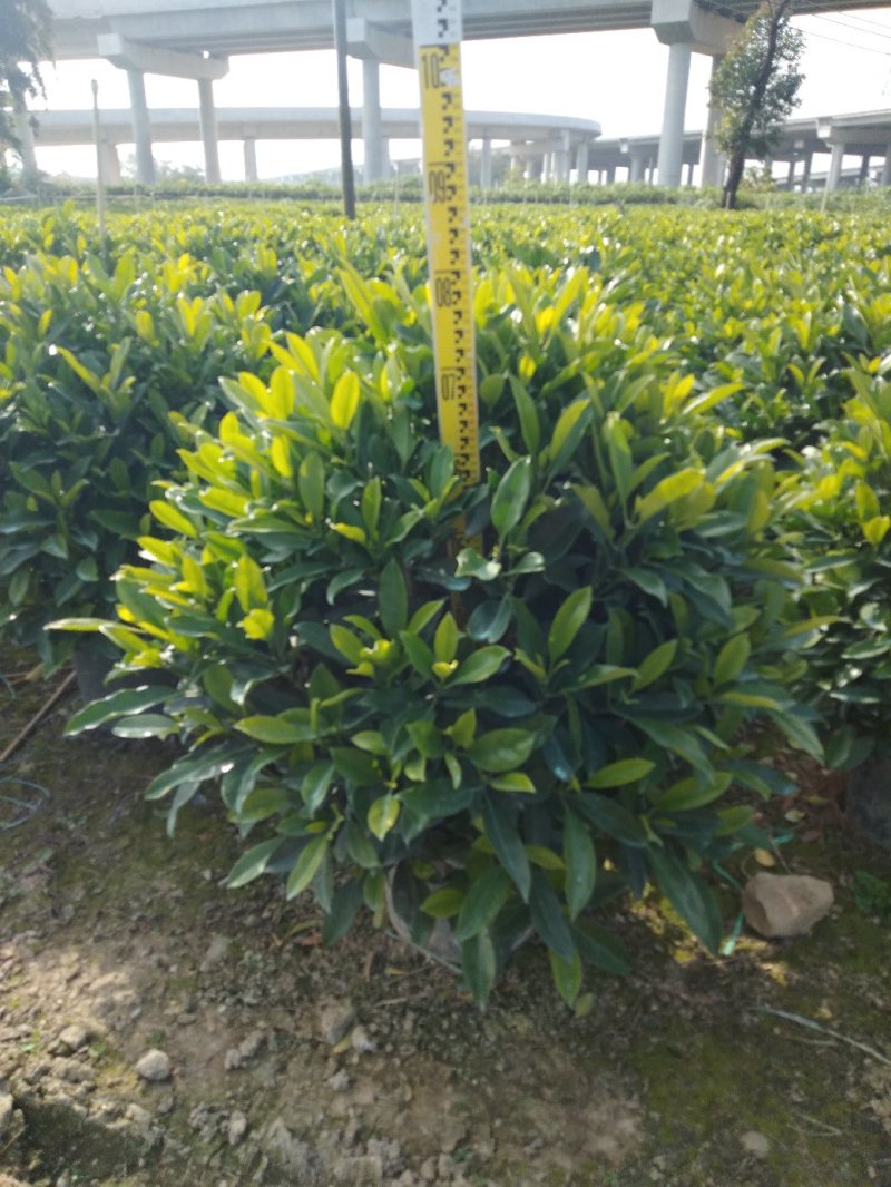 非洲茉莉