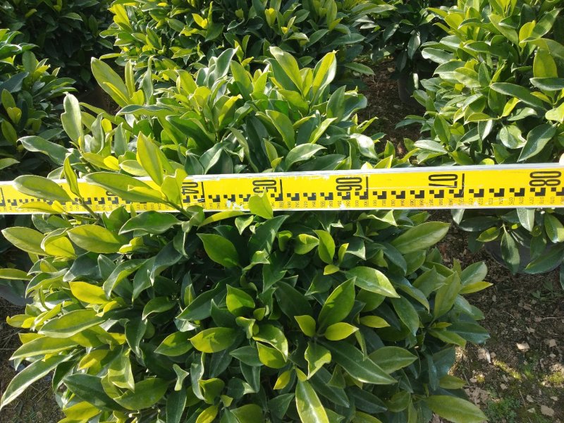 非洲茉莉