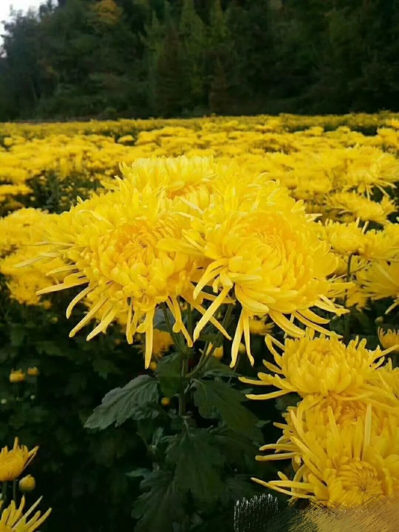 金丝皇菊花苗
