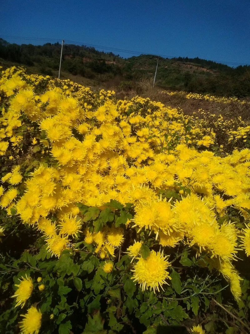 好产品金丝皇菊花苗