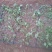 好产品金丝皇菊花苗