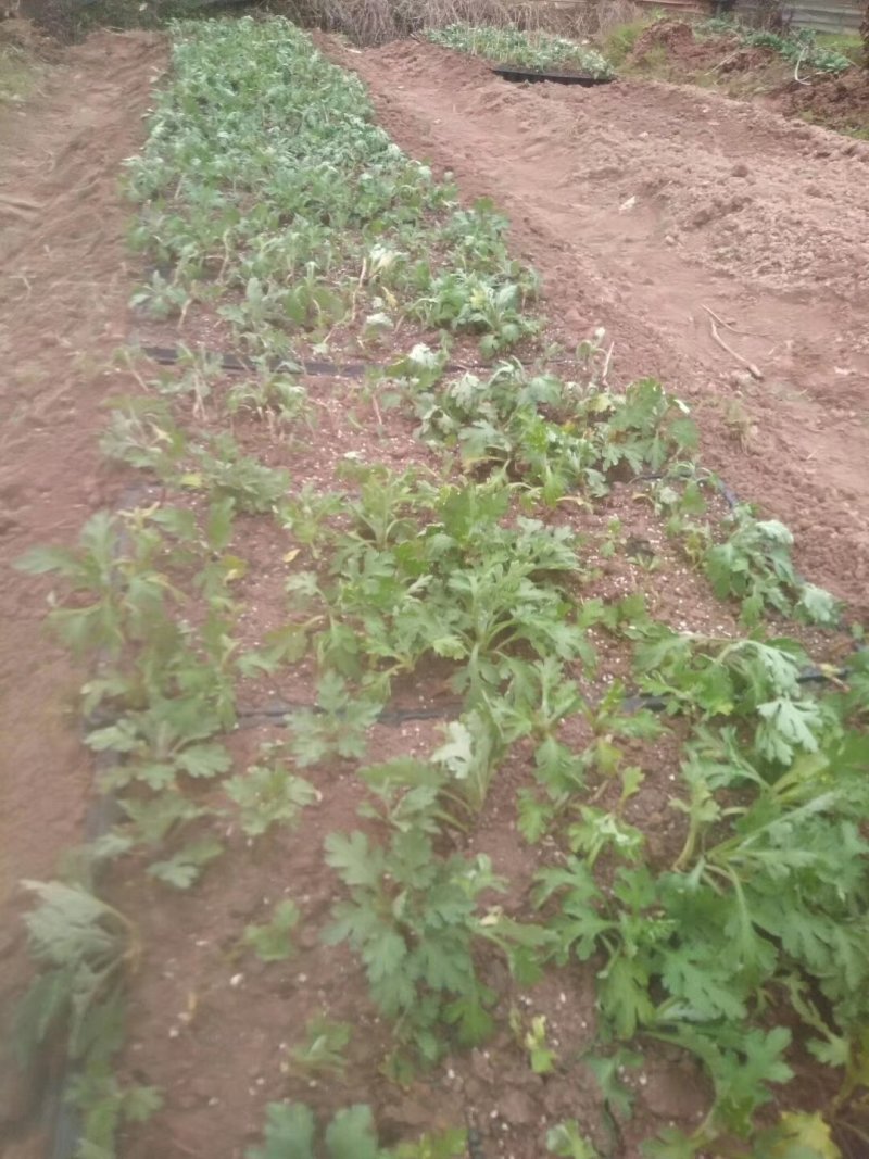 好产品金丝皇菊花苗