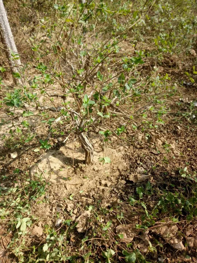 3-4公分金银花树各种规格齐全6-20元