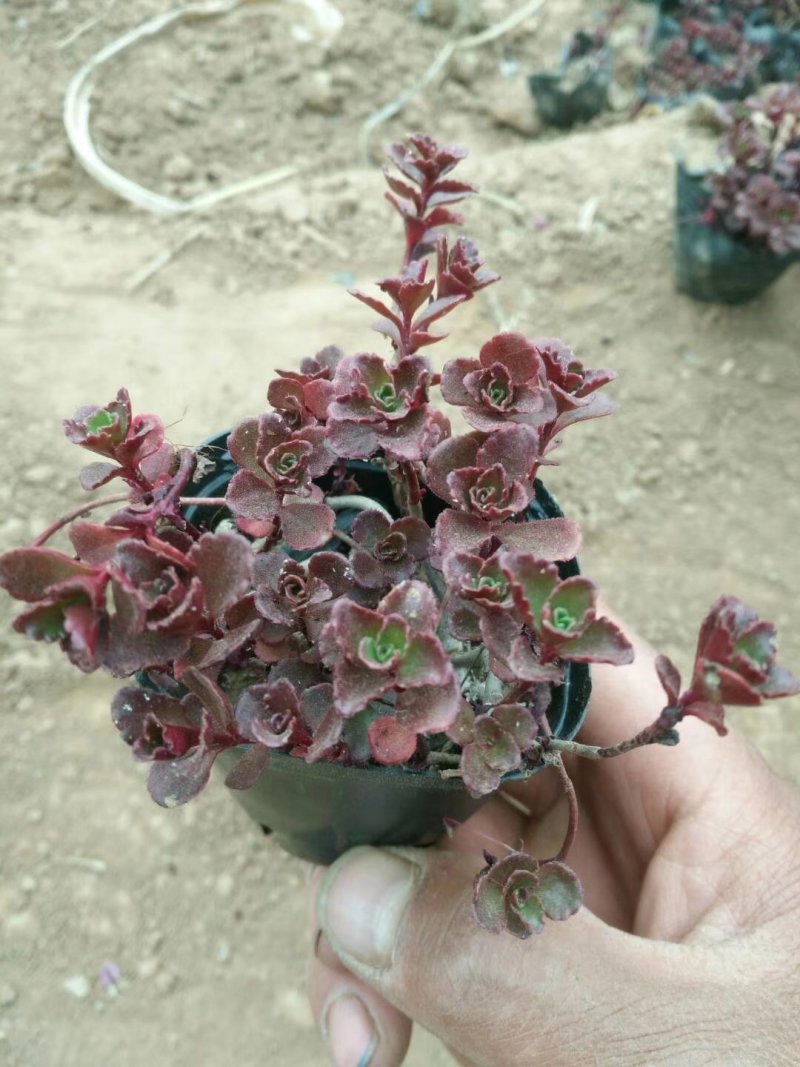 红景天一手货源基地直供