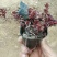 红景天一手货源基地直供