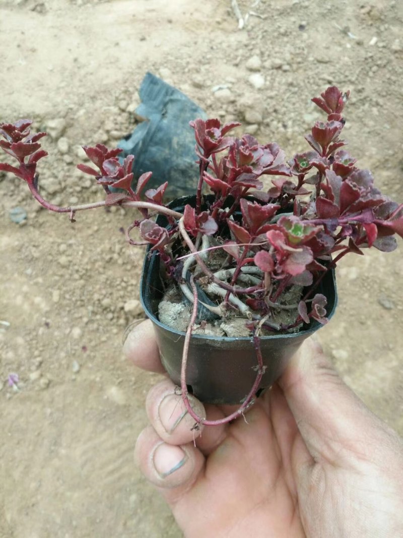 红景天一手货源基地直供