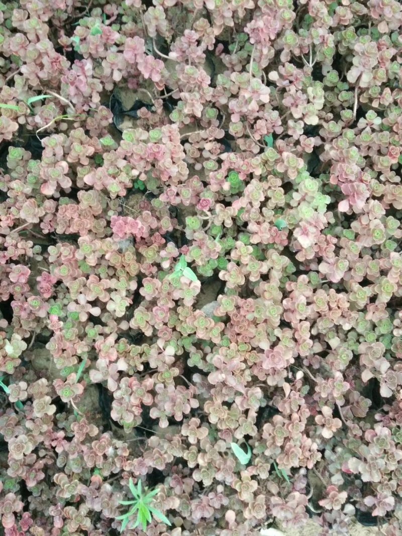 红景天一手货源基地直供