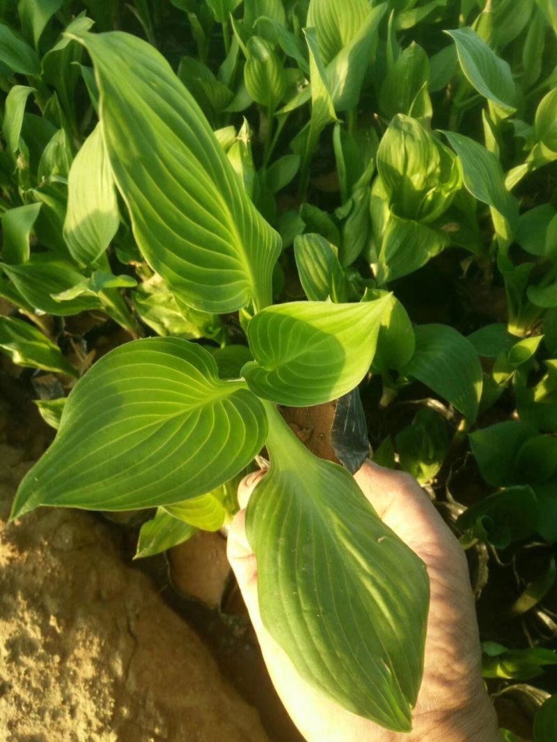 玉簪白玉簪紫玉簪花叶玉簪