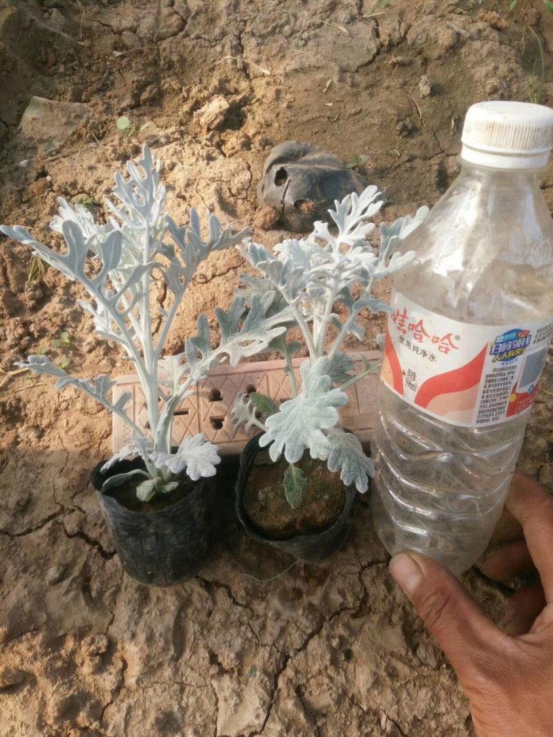 银叶菊基地直销量大从优