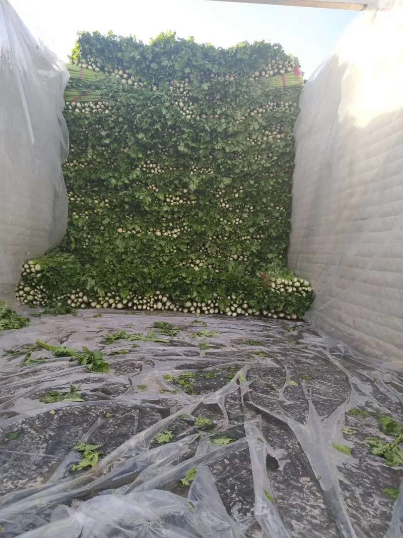 精品芹菜，基地直发，一手货源、有想要的来找我、代发货也行