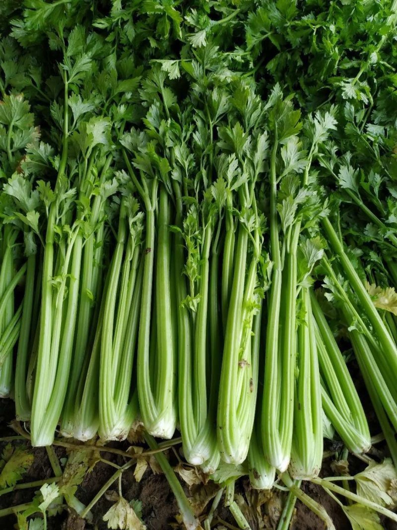 精品芹菜，基地直发，一手货源、有想要的来找我、代发货也行