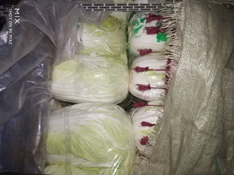 夏邑大白菜青杂三号