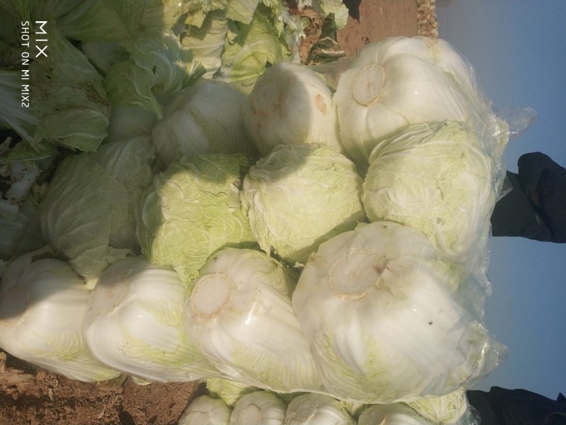 夏邑大白菜青杂三号