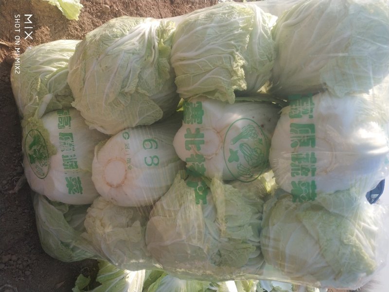 夏邑大白菜青杂三号