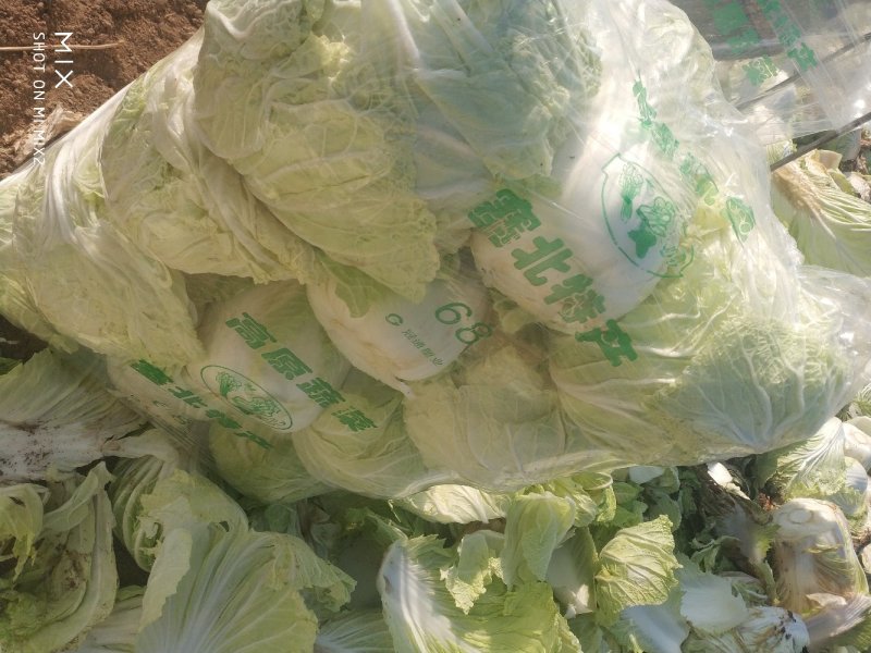 夏邑大白菜青杂三号