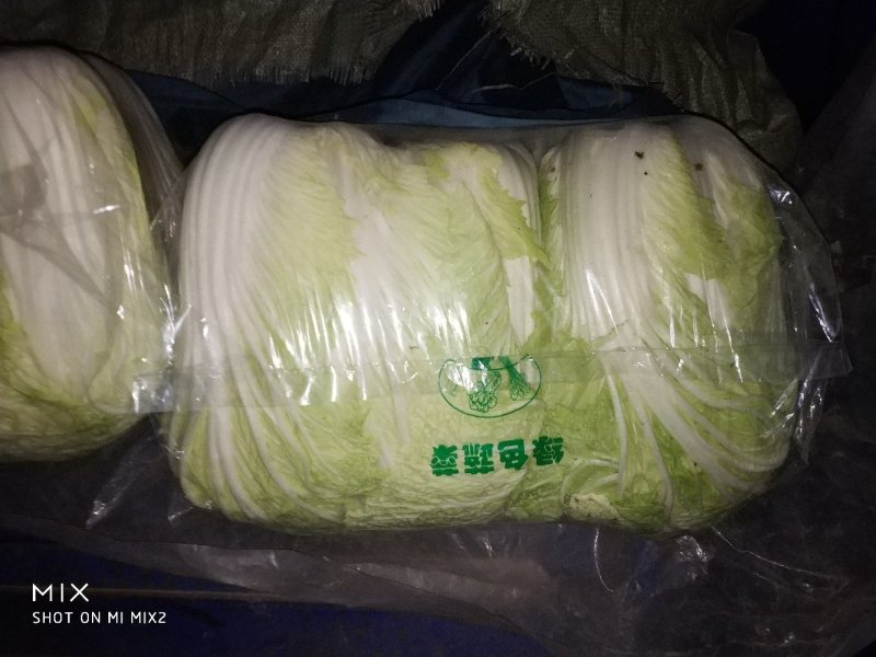夏邑大白菜青杂三号